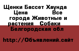 Щенки Бассет Хаунда  › Цена ­ 25 000 - Все города Животные и растения » Собаки   . Белгородская обл.